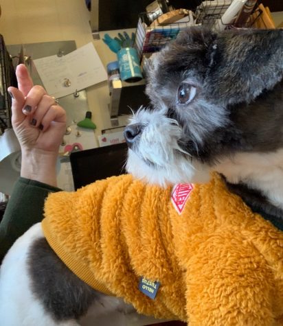 “Pawsitivity” aims to alleviate stress