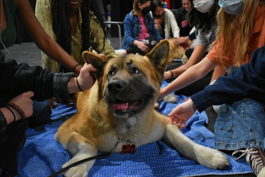 Paws for a cause: therapy dogs at OPRF