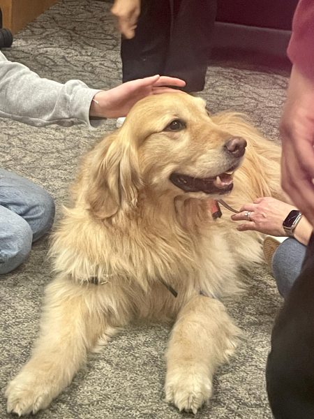 Chief, a therapy dog